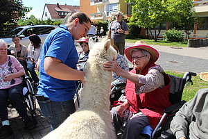 Mehrere ältere Menschen, einige im Rollstuhl, streicheln ein weißes Alpaka, das von einem Mann in blauem Hemd gehalten wird, im Freien vor Wohnhäusern