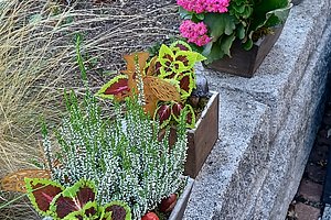 Bunte Blumenpflanzen in Töpfen auf einer Steinmauer, mit grünen Blättern und dekorativen Elementen.