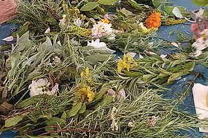 Mehrere Personen sitzen an einem Tisch, auf dem verschiedene frische Kräuter und Blumen liegen