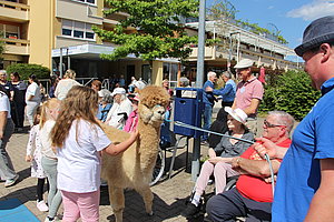 Mehrere Menschen, darunter Kinder und Senioren, stehen im Freien um ein braunes Alpaka, das an einer Leine geführt wird